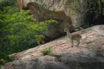 Klipspringer