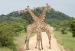 Giraffen