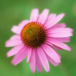 Echinacea