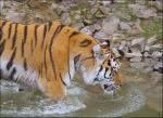 Tiger RAW-Test Bibble
