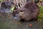 Nutria