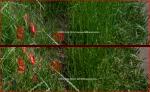 14mm GM vs. 15mm Laowa crops