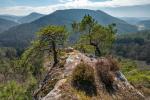 Komposition aus Pfälzer Felsen, zwei Bäumen und zwei Heidebüschen