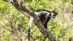 Black-and-white colobus