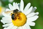 Biene und Gänseblümchen Fake Makro