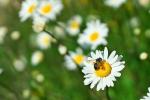 Biene und Gänseblümchen gestaltet