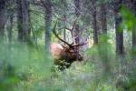 Elk