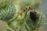 Polistes und Rosenkäfer 1