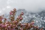 Zierkirsche vor verschneiten Bergen