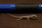 Baby Gecko 2
