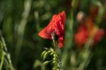 Mohn Original