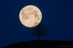 Rabe - Mond - Baum