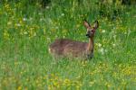 Reh zum Abendgruss hinter unserem Haus