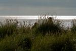 Lichtstimmung Strand Ayr