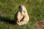 Black-tailed prairie dog 01