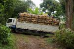 Lkw im Dschungel