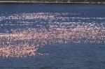 Flamingos, Arusha Nationalpark, Tansania