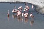 Flamingos, Arusha Nationalpark, Tansania
