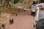 Affenclan, Manyara-NP, Tansania