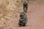 Affe mit Baby, Manyara-NP, Tansania