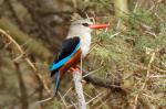 Vogel, Manyara-NP, Tansania