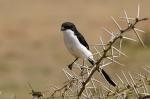 Vogel, Manyara-NP, Tansania