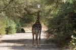 Giraffe, Manyara-NP, Tansania