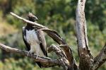 Raubvogel II, Manyara-NP, Tansania