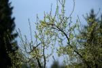 Apfelbaum mit SAL 70-200 200mm 2.8