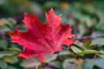 Nicht alle Blätter nehmen gleich die Herbstfarben an