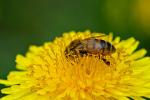 Bee on a regular dandelion