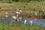 Wasserstelle im Pantanal