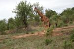 Makutsi - Tented Camp 37