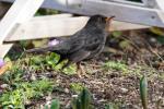 Amsel_200600G