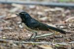 Willie Wagtail