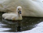 Baby Schwan, einer von 7