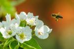 Biene im Anflug