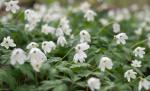 Blumen im Wald