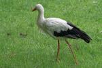 Storch