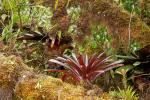 Bromelien in Monteverde