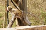 Affe beim Wasserdiebstahl
