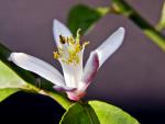 Zitrusblüte mit Ameise