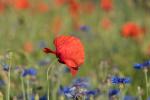 Mohn in D