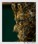 Bienen