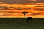 Masai Mara Sunset