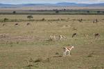 Masai Mara landschaft