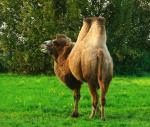 Kamel(Trampeltier)