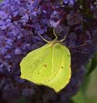 Schmetterling