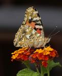 Schmetterling