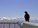 Dohle_Zugspitze I